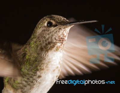 Hummingbird Head Shot With Raindrops Stock Photo