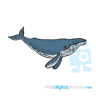 Humpback Whale Color Drawing Stock Image