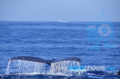 Humpback Whale Tail Stock Photo