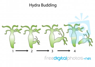 Hydra Budding Stock Image