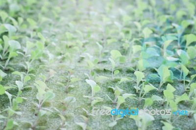 Hydrophonic Plantation Of Vegetable Salad Stock Photo