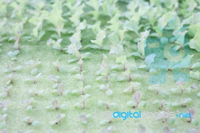 Hydrophonic Plantation Of Vegetable Salad Stock Photo