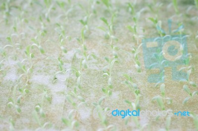 Hydrophonic Plantation Of Vegetable Salad Stock Photo