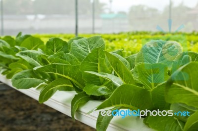 Hydroponic Vegetable Stock Photo
