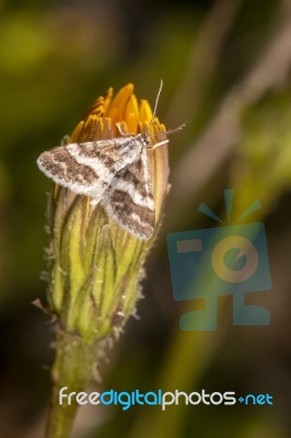 Hypotia Corticalis Moth Stock Photo