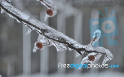 Ice On Branch Stock Photo