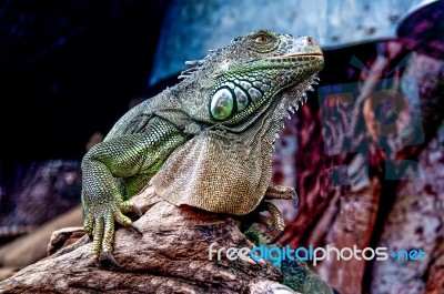 Iguana In Zoo Stock Photo