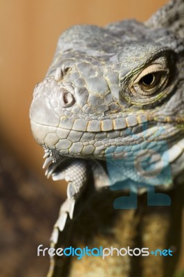 Iguana Lizard Stock Photo