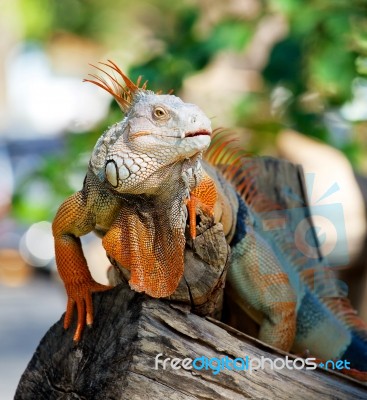 Iguana Reptile Stock Photo