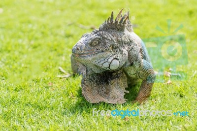 Iguanas At The Iguana Park In Downtown Of Guayaquil, Ecuador Stock Photo