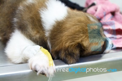 Illness Puppy ( Thai Bangkaew Dog ) With Intravenous Drip On Operating Table In Veterinarian's Clinic Stock Photo Illness Puppy ( Thai Bangkaew Dog ) With Intravenous Drip On Operating Table In Veterinarian's Clinic Stock Photo