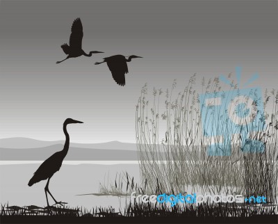 Illustration Herons Stock Image