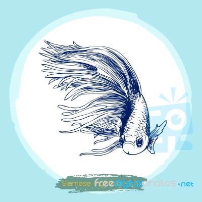 Illustration Of Betta Splendens, Siamese Fighting Fish Stock Image