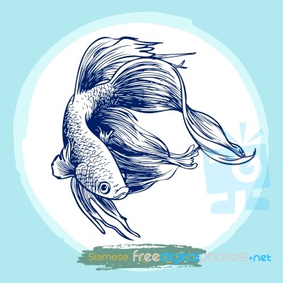 Illustration Of Betta Splendens, Siamese Fighting Fish Stock Image