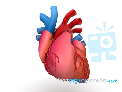 Illustration Of Heart, Medical Concept Stock Photo Stock Image