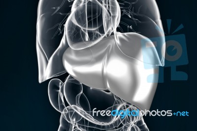 Illustration Of Human Liver. Contains Clipping Path Stock Image