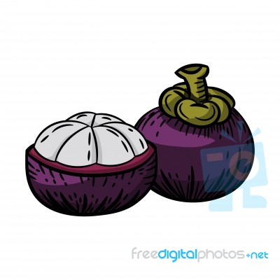 Illustration Of Mangosteen -  Illustration Stock Image