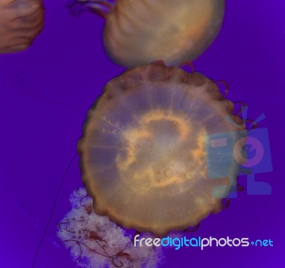 Image Of A Beautiful Deadly Jellyfish Swimming Stock Photo