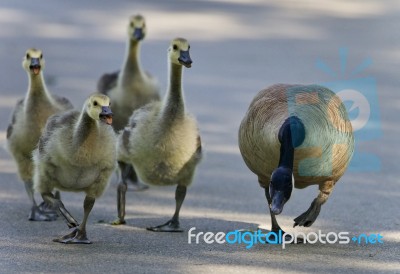 Image Of A Crazy Family Of Canada Geese On A Road Stock Photo