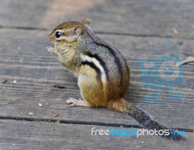 Image Of A Cute Funny Chipmunk Eating Something Stock Photo