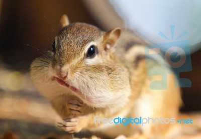 Image Of A Cute Funny Chipmunk Eating Something Stock Photo