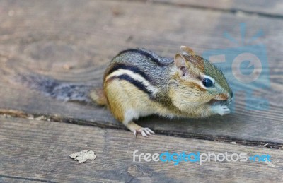 Image Of A Cute Funny Chipmunk Eating Something Stock Photo
