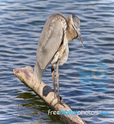 Image Of A Great Blue Heron Cleaning Feathers Stock Photo