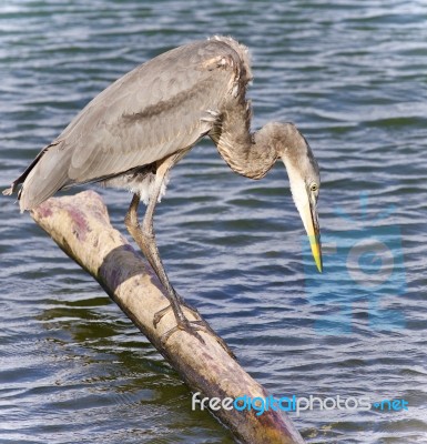 Image Of A Great Blue Heron Drinking Water Stock Photo