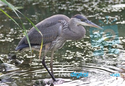 Image Of A Great Blue Heron Standing In The Mud Stock Photo