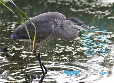 Image Of A Great Blue Heron Standing In The Mud Stock Photo