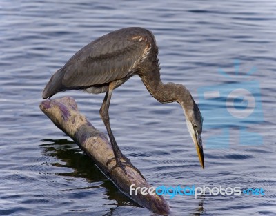 Image Of A Great Blue Heron Watching Somewhere Stock Photo
