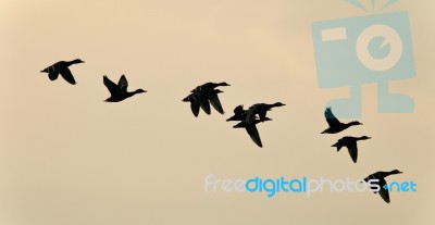 Image Of A Swarm Of Ducks Flying In The Sky Stock Photo