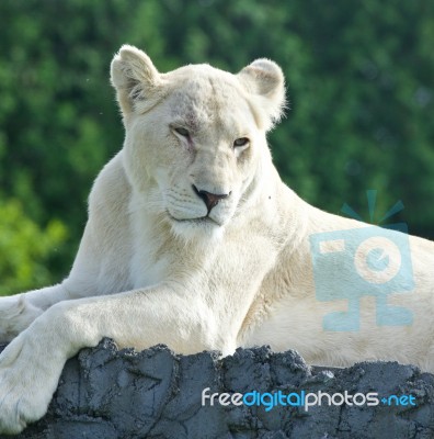 Image Of A White Lion Looking Aside In A Field Stock Photo
