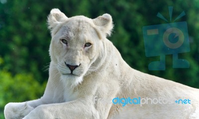 Image Of A White Lion Looking At Camera In A Field Stock Photo