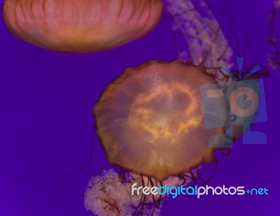 Image Of Two Beautiful Deadly Jellyfishes Swimming Stock Photo