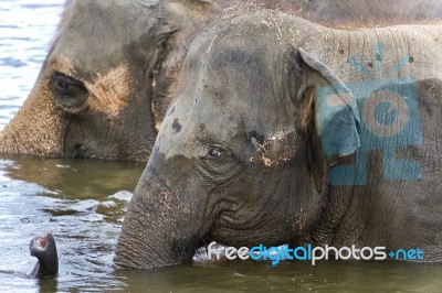 Image Of Two Elephants Swimming In A Lake Stock Photo