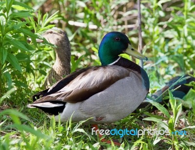 Image Of Two Mallards Standing In The Grass Stock Photo