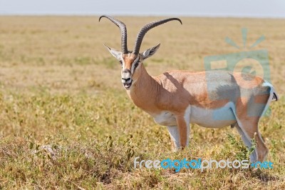 Impala Antelope In Africa Stock Photo