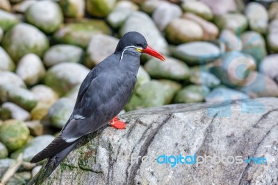 Inca Tern (larosterna Inca) Stock Photo