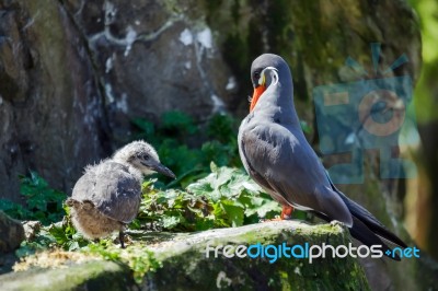 Inca Tern (larosterna Inca) And Chick Stock Photo