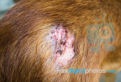 Injured After Fight With Other Dog Stock Image