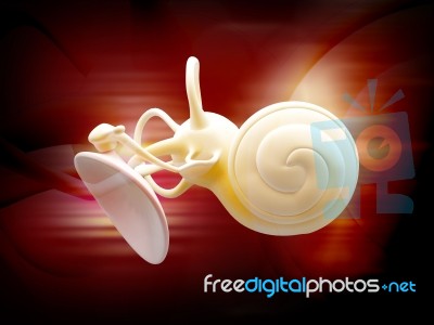 Inner Ear Structure 3d Stock Image