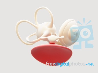 Inner Ear Structure 3d Stock Image