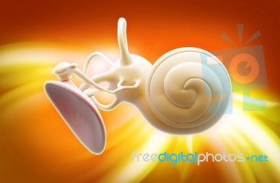 Inner Ear Structure 3d Stock Image