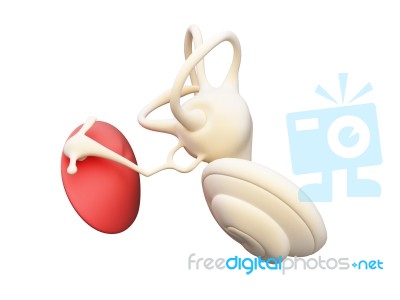 Inner Ear Structure 3d Stock Image