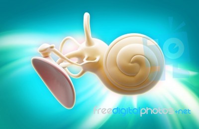 Inner Ear Structure 3d Stock Image