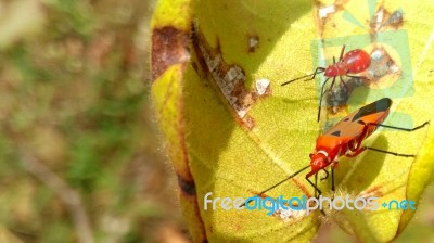 Insect Stock Photo