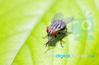 Insect Fly On Leaf Stock Photo