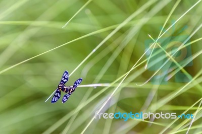 Insect Mating On Green Grass Background Stock Photo