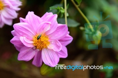 Insect Swarming On Pink Flowers Stock Photo